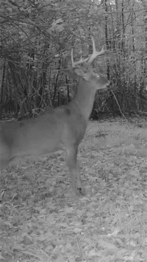 Big Buck Action!! Hunting season is close!! #shorts #deer #hunting