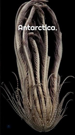 Mysterious creature with 20 arms discovered in Antarctica