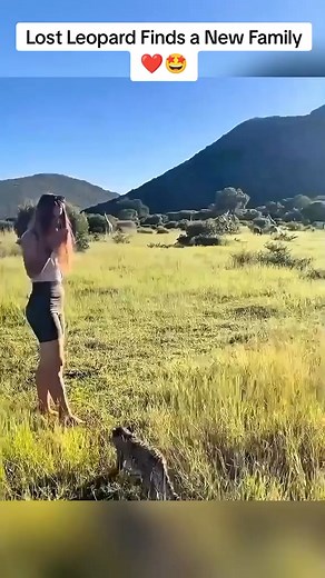 Lost Leopard Finds a New Family ❤️朗 #shorts #cute #animals #Love | Furry Tales Usa | Facebook