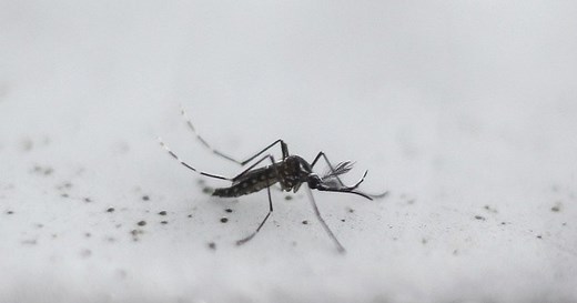 Global Mosquito Alert