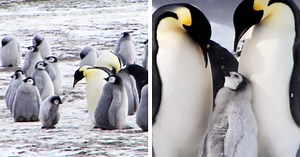 Second Biggest Emperor Penguin Colony In Antarctica Has Disappeared
