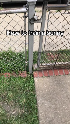 How to Train Your Bunny: Tips and Techniques
