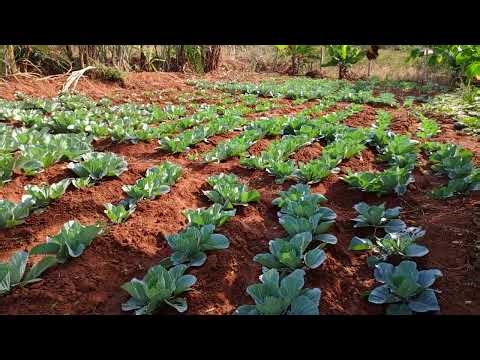 Growing Cabbage in Kenya | #farming #vegetables