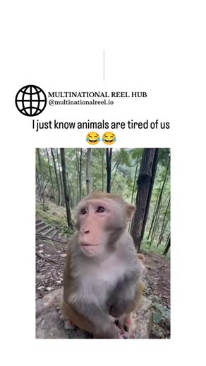 🌎 MULTINATIONAL REEL HUB on Instagram: "This viral video depicts a human gently grooming and adorning a macaque monkey with a wig in a bamboo forest, eliciting the primate's wide-eyed, seemingly weary expressions that humorously underscore human meddling in animal lives. Posted by @AMAZlNGNATURE , a prolific wildlife content creator, the clip amassed 5,800+ likes and 335,000 views in under a day, tapping into audiences' fondness for relatable animal "personalities" amid growing interest in ethi