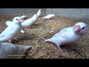 White Java Sparrows and Friends - Sunday, May 2nd, 2021