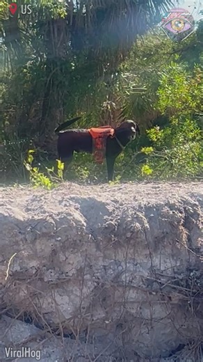 3.7K views · 4 comments | Just like a kids' bath toy 藍 | Bright Side Fun | Facebook