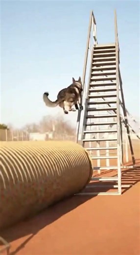 German Shepherd's Action-Packed Obstacle Course #DogTraining #GermanShepherd #ActionPacked