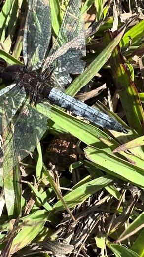 ¡Libélula rayadora! Erythrodiplax connata #inse #insects #nature #educación #animals #wildlife