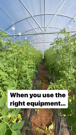 The lower and lean method of trellising indeterminate tomatoes in a hoop house has many advantages. Ease of working conditions and maximum fruit production are the key features of this style of tomato growing. When done properly pruning along with lowering and leaning will increase productivity and keep your plants healthier. When you use the right equipment including support structures, trellis line, hooks, tomato clips, and a good set of clippers you will see: ✔️The tomato vine is supported. ✔