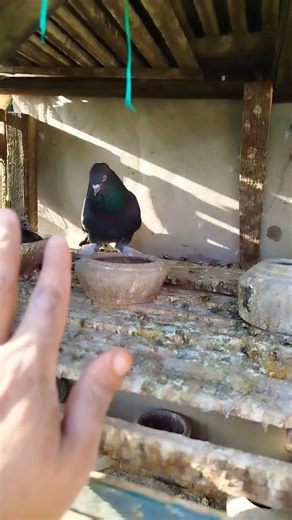 هى جت عليكي انتى كمان🤦🏻😔#pigeon