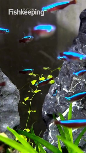 Cardinal tetras, a firm favourite in the aquarium hobby. Stocked in aquascapes, community tanks and biotopes, then really are a fish that appeals to almost every aquarist. To learn more about this fish visit: https://practical.fish/cardinaltetra | Practical Fishkeeping Magazine.