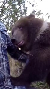 22K views · 657 reactions | A man rescues a baby Bear and Brings it home! He’s grew up and doesn’t want to leave-vocals #animalrescue #bear #babybear #rescuebear #rescue #animalhope #animalsoftiktok #loveanimals #animals #fyp #foryou #viral | Rescue Bear | Facebook
