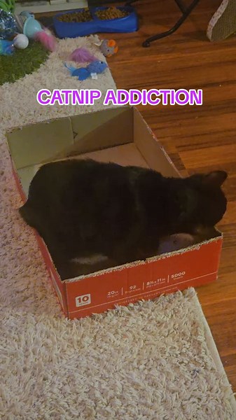 When the catnip hits... and there’s no going back! 🐱💨😂 Watch ‘til the end for the ultimate catnip craze! #CatnipAddiction #FunnyCats #CrazyCat #CatTok #PetAddict #FurryFrenzy #ViralCats #MeowLife #CatLover #felinefix #FelineFrenzy #CatLovers #Meow #CatsInAction #CatsofTikTok #CatVideo
