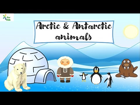 Exploring the Arctic & Antarctic Animals for Kids - in English - For Kids Preschool Channel
