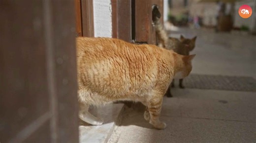 Mind-Blowing Reflex That Lets Cats Land on Their Feet