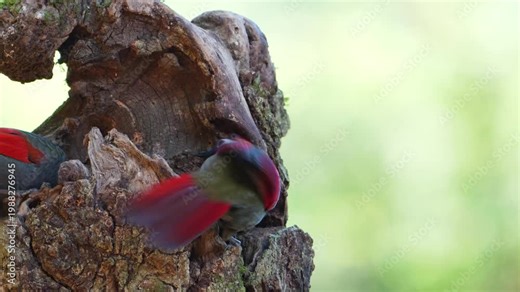 Red Tailed Laughingthrush Fighting For Food On Tree Trunk