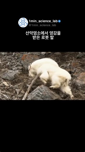 1분 연구소 on Instagram: "산악염소는 대부분의 로봇이라면 즉시 미끄러져 버릴 가파른 바위 위에서도 자유롭게 움직입니다. 연구자들은 이 염소의 발굽에서 영감을 받아 로봇용 발을 설계했습니다. 이 발은 복잡한 소프트웨어 제어 없이도 울퉁불퉁하고 경사진 지형에서 안정적으로 착지하고 이동할 수 있습니다. 특징은 접지 순간 발이 기계적으로 표면에 맞춰 조정된다는 점입니다. 발굽의 모양, 재질, 유연성 덕분에 틈새나 가장자리, 경사면에서도 힘을 고르게 분산시키며 미끄러짐을 방지합니다. 즉, 지능이 구조 자체에 내장된 셈입니다. 이 사례는 때로 가장 똑똑한 해결책이 코드가 아니라 이미 진화가 찾아낸 디자인을 모방하는 것임을 보여줍니다. 기술이 복잡해질수록, 자연에서 얻는 단순한 아이디어가 더 효율적일 수 있습니다. @1min_science_lab 팔로우하고 더 신기한 영상들을 만나보세요!! 🧪👨‍🔬"