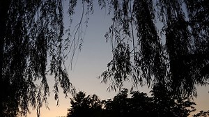 Willow Tree, Sunset, Wind. Free Stock Video