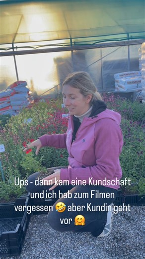 💜 StaudenCrush Friday: Salvia greggii – der Texas-Salbei 🌸 Eine wahre Blütenmaschine aus den sonnigen Regionen Nordamerikas! Salvia greggii begeistert mit unzähligen Blüten vom Sommer bis in den Herbst hinein und bringt damit langanhaltende Farbe ins Beet. Besonders schön wirken die vielen Züchtungen in Weiß-, Rosa- und Rottönen, die sich wunderbar mit anderen Stauden kombinieren lassen. Am besten ganz Sonnig auf durchlässigem Boden setzen. 🌿 Jeden Freitag stellen wir euch unsere aktuelle Lie