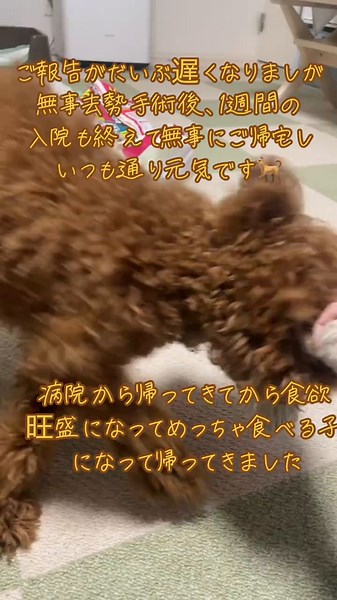 去勢手術無事終わりました🐕 ちょっとはおとなしくなって帰ってくるかと思ったら全然変わらずむしろ食欲旺盛になって帰ってきました💡 #マルプー子犬 #犬のいる生活 #犬のいる暮らし #むぎ君 #去勢手術 #食欲旺盛