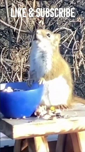 Squirrel Gets Drunk On Fermented Fruit #squirrel #animals #nature #shorts