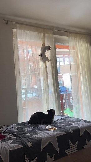 rusta (@rrustta)’s videos with original sound - Ivca,deca i drugari