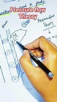 Translocation of food in plants | pressure flow Theory| 9th new book 2025 #plantphysiology #biology
