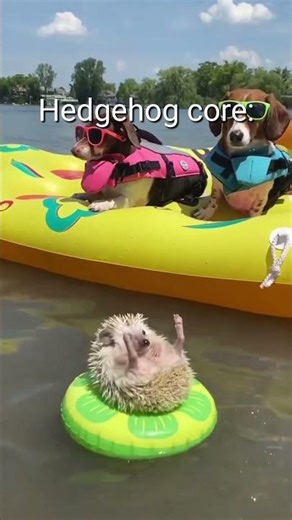 Hedgehog core🤣Eating corn is great😅 #living_life #funny #viralvideo #Shorts #Hedgehog