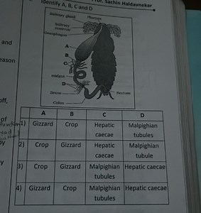 Identify A, B, C and D in the diagram of the cockroach digestiv... | Filo