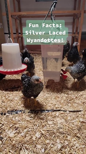 Datos curiosos sobre la raza Wyandotte plateada