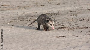 Baby Opossum Walking in Florida Park Stock Video