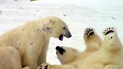 Interdependence and adaptation (clip compilation) - Living things: Video playlist - BBC Bitesize