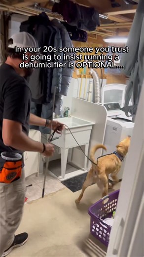 Mold Dog USA on Instagram: "When your trusted young adult friend (bless their heart) insists running a dehumidifier is “optional” because they “never use one,” it’s time to politely smile and then ignore them. It’s crucial you do not trust them on this! Humidity control is not optional—it is the single best way to prevent mold. Mold can grow aggressively in just 24-48 hours when relative humidity exceeds 60%. Mold grows fast, and it is very unforgiving. Don’t let a simple lack of effort turn int