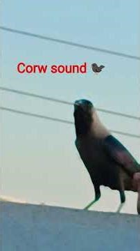corw sound 🐦‍⬛#shorts #birds #viralshort #video