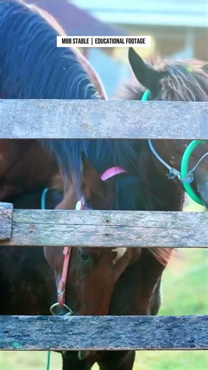 Eps 93 | Natural Horse Breeding Process | MBB Stable Documentary #pets #horse #nature #animals #fyp