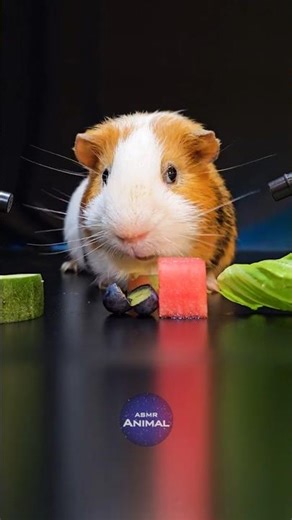 ASMR Mukbang Eating Fruit 🐹 Guinea Pig
