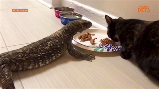 Kitten and lizard share a meal together