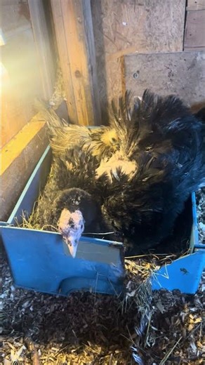 Turkey Sitting on Eggs. Natural Incubation