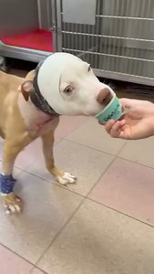 La troisième et dernière intervention chirurgicale du petit Serge s’est bien passée, nous sommes soulagés. Il devrait bientôt goûter à la vraie vie 💙 Participez aux frais vétérinaires : dons.actionprotectionanimale.com Notre reportage : https://actionprotectionanimale.com/serge-des-nouvelles-de-son-hospitalisation/ | Action Protection Animale