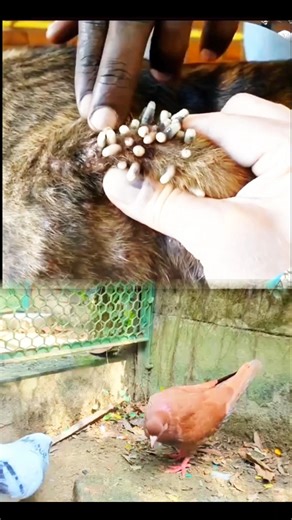 Dog Botfly Removal from Body and Paw | Satisfying Veterinary Treatment