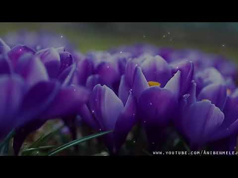 Música mesiánica Canto de adoración en hebreo 'Derrama tu espíritu' Con subtítulos