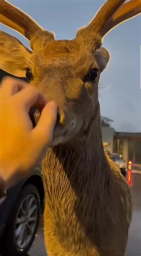 #deer #nature #deers #outdoors #outside