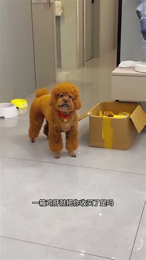 Maomao: You underestimated the bond between me and this little rascal #poodle #dogdaily #pets #hu...