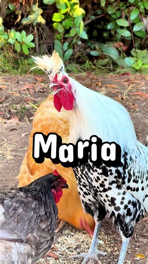 Maria wakeup and make it happen!🤣🐔💚😂🤗 #tajtherooster #maria #meme #funnyvideo #funnyy