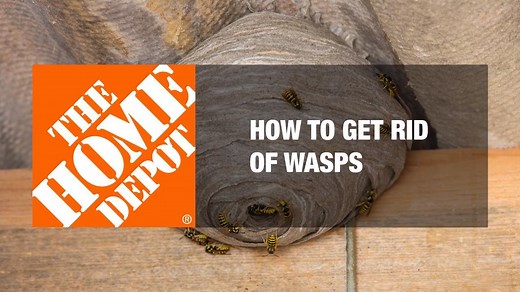 How to Get Rid of Wasps