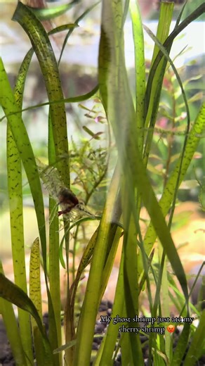 Understanding Ghost Shrimp Behavior in Aquariums
