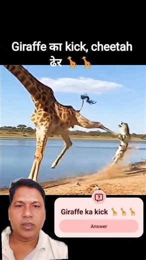 Giraffe Ka Khaufnaak Laat! Cheetah Pal Me Dhair🦒😱