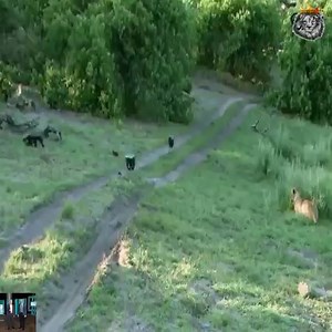 "amazing! The Lion King ambushed and attacked the honey badger " | Nature Life