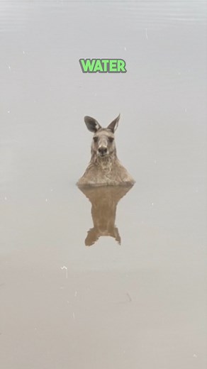 Kangaroos Try To Drown You (explained) #kangaroo #scaryvideos #animalworld | Jesse Love