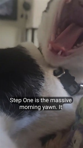 Henry The Cat Naps Better Than You #catlife